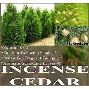  5 Incense Cedar Tree Seeds Calocedrus decurrens FRAGRANT 