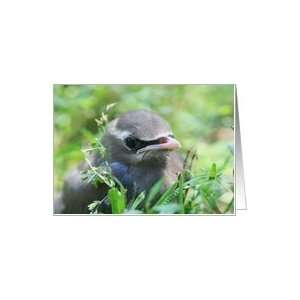  Baby Yellow Cedar Waxwing Nature Photo Blank Note Card 