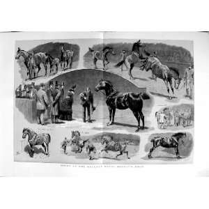  1889 Hackney Horse Society Show Shire Animals Fine Art 