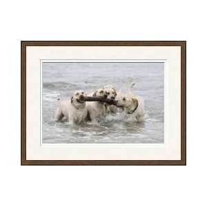 Labrador Puppy At Dog Beach In California Framed Giclee Print