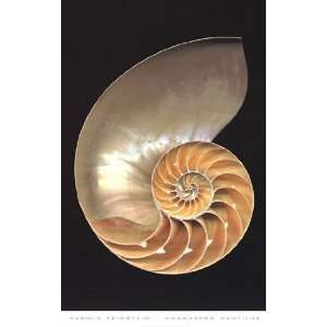  Chambered Nautilus   Poster by Harold Feinstein (24x38 