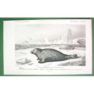  MAMMALS Common Seal   SUPERB H/C Color Antique Print 