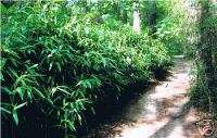 COLD Hardy Indocalamus SOLIDUS Bamboo Plant 5 Gallon  