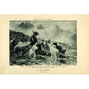  1905 Photogravure Shepherd Tending Sheep Livestock Rosa 