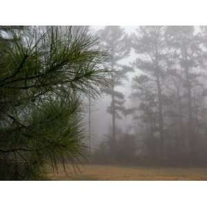Dew Covered Pine Branches on a Foggy Spring Morning in Georgia 