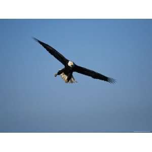  An American Bald Eagle Soars Through a Cloudless Blue Sky 