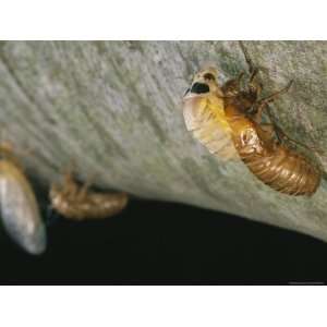  Brood X, 17 Year Cicadas Emerge from Their Nymphal 