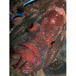  Coral Grouper, with Two Cleaner Wrasse, Malaysia Premium 