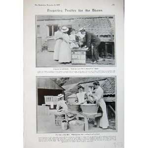   1907 Poultry Birds Show Calisthenies Washing Cockerels