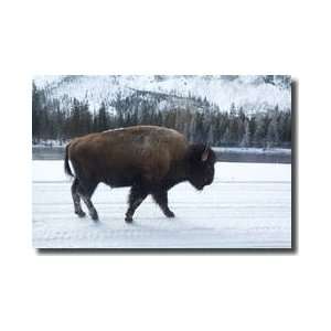  Bison In Snow Yellowstone National Park Wyoming Giclee 