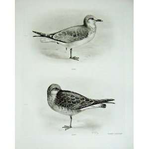  1909 Common Gull Larus Canus First Plumage Birds