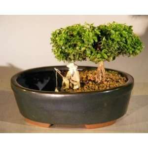   Kingsville Boxwood Bonsai Tree in Water Pot buxus microphylla compacta