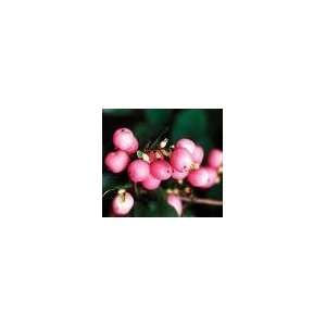  *CORAL BERRY* 5 SEEDS * SHOWY*HOT PINK*Fragrant* #1150 