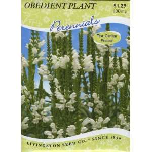  Obedient Plant (P) Patio, Lawn & Garden