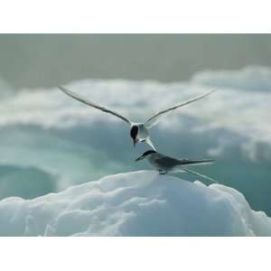  Melting Ice Gives an Arctic Tern a High Perch to Attract a 