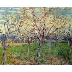  Orchard with Blossoming Apricot Trees