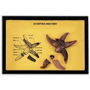 Nasco   Starfish Anatomy Riker Mount Display  Industrial 