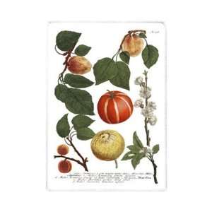  Weinmann Fruits IV   Poster by Johann Wilhelm Weinmann 