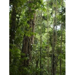  Monteverde Cloud Forest Reserve, Monteverde, Costa Rica 
