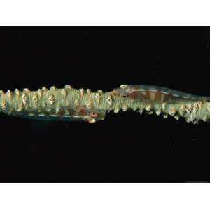  Pair of Whip Coral Gobies Hide on a Piece of Whip Coral 