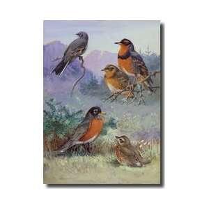  Several Species Of Robin Giclee Print