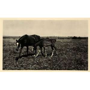  1943 Ireland Eire Curragh Plains Horse Mare Foal Field 