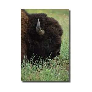  American Bison Custer State Park South Dakota Giclee Print 
