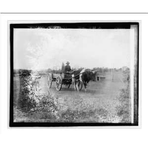    Historic Print (M) [Ox pulling wagon], 3/23/21