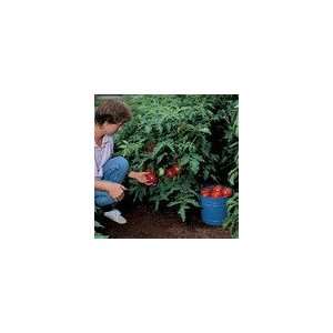  Tomato Better Bush Improved Hybrid Patio, Lawn & Garden