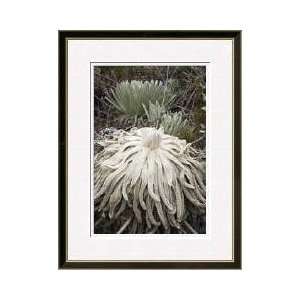  Espeletia Plant Andes Mountains Framed Giclee Print