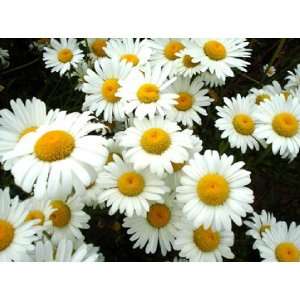  Shasta Daisy Seeds 250mg Pkg Patio, Lawn & Garden