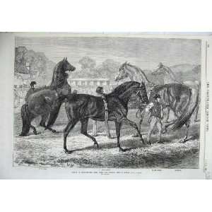  1870 Thoroughbred Horses Yearling Sale Eltham Fine Art 