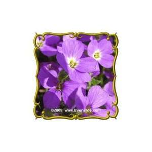  Purple Rockcress (Aubrieta deltoidea) Jumbo Wildflower 