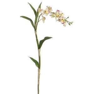  35 Nobile Dendrobium Orchid Spray Green Orchid (Pack of 6 