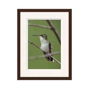  Rubythroated Hummingbird Howard County Maryland Framed 