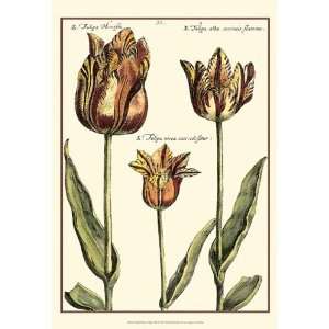 Small DePasse Tulipa I (P)   Poster by Crispin Van Der 