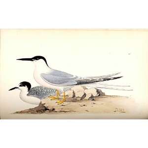  Roseate Tern Meyer H/C Birds 1842 50