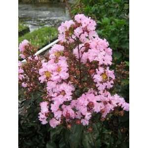  WHITCOMB CRAPEMYRTLE RHAPSODY IN PINK / 2 gallon Potted 