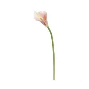  31 Calla Lily Spray Pink (Pack of 12) Beauty
