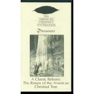  A Classic Reborn The Return of the American Chestnut Tree 