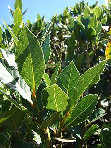 Laurus nobilis   Bay Leaf Tree   Live plant  