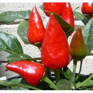  Calypso Red Hot Pepper Plant   Grow Indoors or Out Patio 