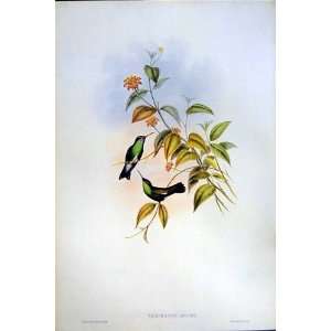   1990 Hummingbirds Thaumatlas Albiventris Linnaei Gould