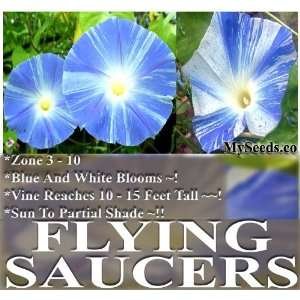  1 oz (780+) Morning Glory FLYING SAUCERS ~ FLOWER SEEDS 