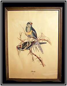   Framed J. GOULD EXOTIC SMALL BIRDS AUDUBON PRINT #610 ~ LOVEBIRDS