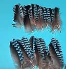 blue jay feathers  