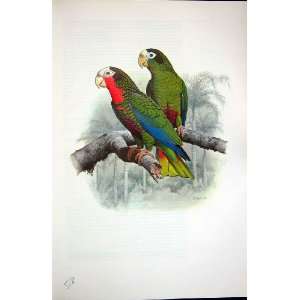  World Parrots 1973 Cuban  Hispaniolan