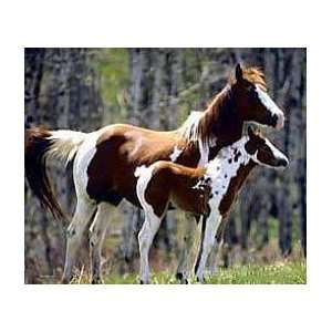  JCI   Mouse Pad   Painted Horse