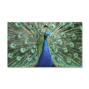 38.5 x24.5 Wall Vinyl Sticker Peacock with Beautiful Plumage (Feathers 