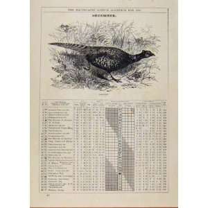    London Almanack December 1886 Pheasant Bird Sketch